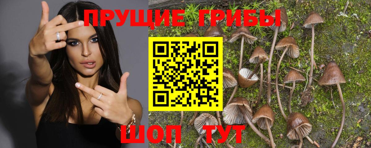 Галлюциногенные грибы Psilocybine cubensis  Вход с VPN  Галлюциногенные грибы Psilocybine cubensis  Муром 